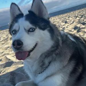 Lost Dog Athena