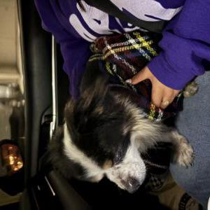 Found Dog Unknown