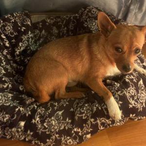 Image of Iggy, Lost Dog