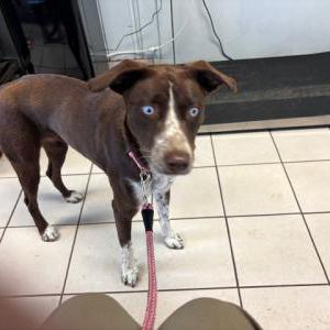 Image of unknown, Found Dog