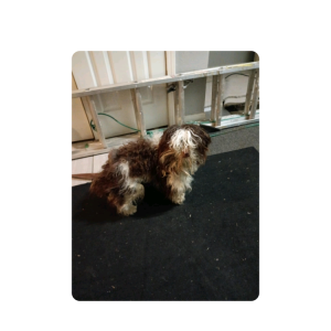 Lost Dog Tucker