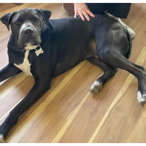 Image of Shadow, Lost Dog
