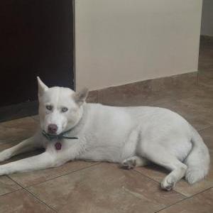 Lost Dog YANKA