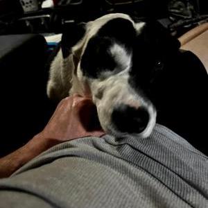 Lost Dog Kody