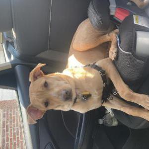 Lost Dog Tippy