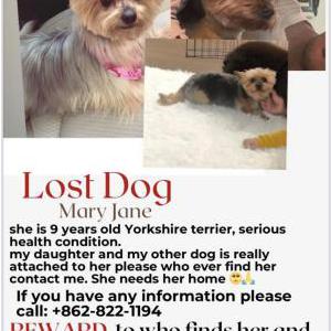 Lost Dog Mary Jane