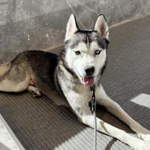 Lost Dog Luka