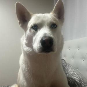Lost Dog Rufino