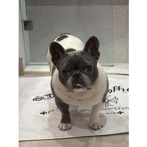 Lost Dog Texas