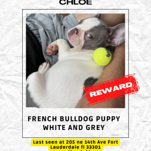 Lost Dog Chloe