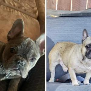Lost Dog Blue And Charley 