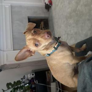 Image of Benson, Lost Dog