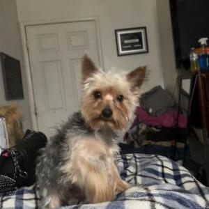 Lost Dog Mula