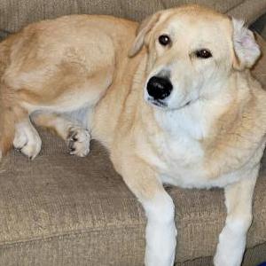 Lost Dog Ruby