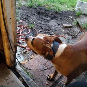 Image of BRUTUS, Lost Dog