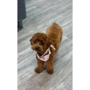 Lost Dog Susi