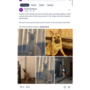 Image of Frankie, Lost Dog