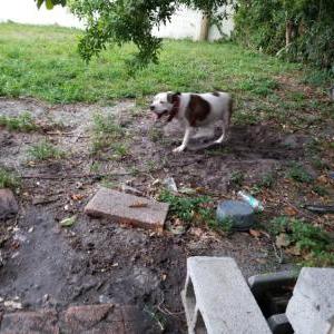 Image of Luna, Lost Dog