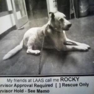 Lost Dog Rocky