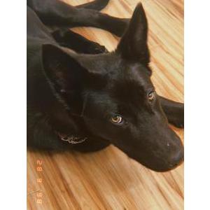 Found Dog Unknown