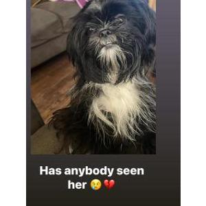 Image of Fendi, Lost Dog