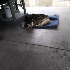 Found Dog Unknown