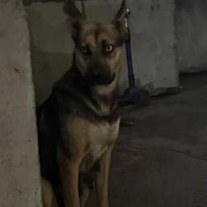 Lost Dog Unknown