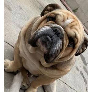 Lost Dog Beefy