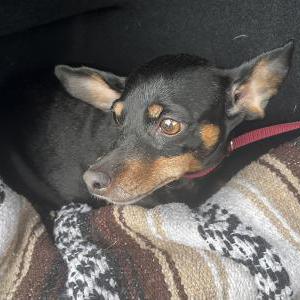 Found Dog unknown