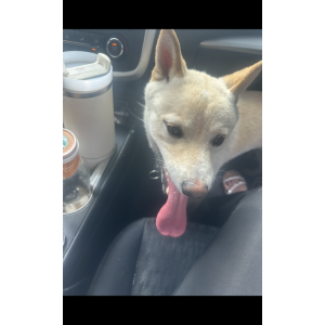 Image of Unknown, Found Dog