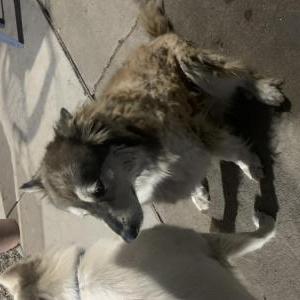 Lost Dog Hendrix
