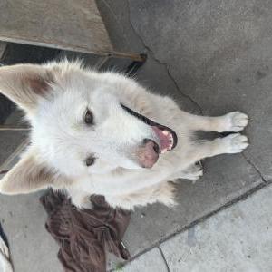 Lost Dog Luna
