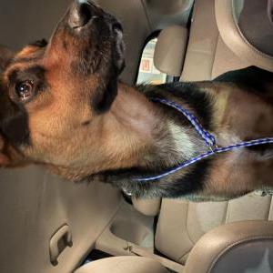 Found Dog Unknown