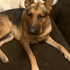 Lost Dog Blaze