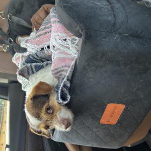Lost Dog unknown