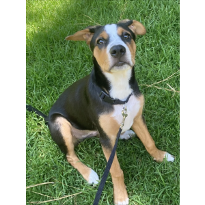 Image of Ares, Lost Dog