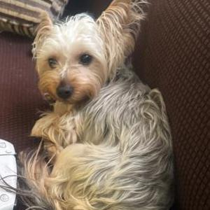 Lost Dog Chanel