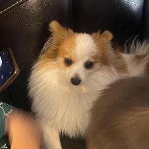 Image of Buddy, Lost Dog