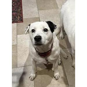Lost Dog Charlie