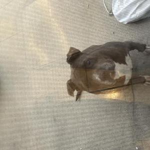 Found Dog Unknown