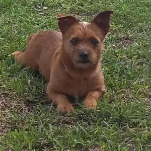 Image of TJ, Lost Dog