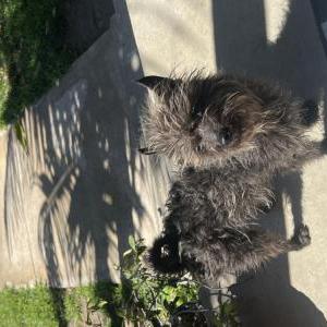 Found Dog Unknown