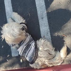 Image of Bear, Lost Dog