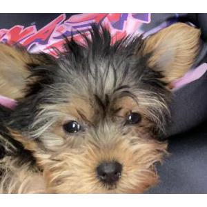 Image of Bizzy, Lost Dog