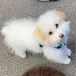 Image of Aspen, Lost Dog