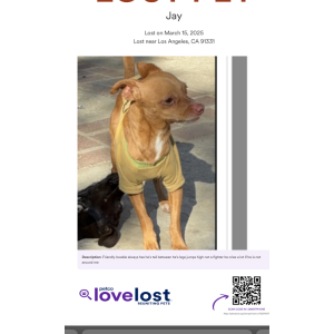 Lost Dog Jay