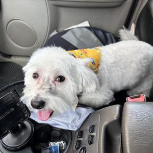 Image of Ziggy, Lost Dog