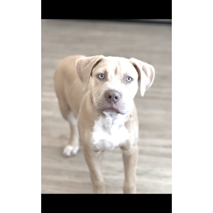 Image of Marlo, Lost Dog