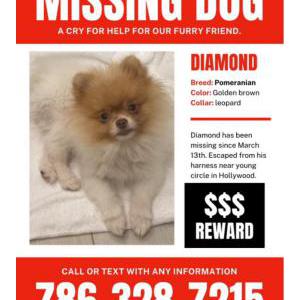 Lost Dog Diamond