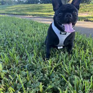 Image of Roco, Lost Dog